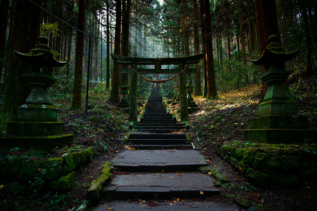 Forest path leading to a Japanese temple, illustrative setting image for the Demon Slayer watch guide